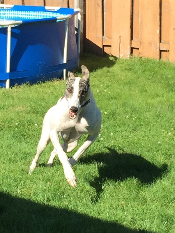 Doggy Dos & Donts | 3510 Bishop Pl, Coquitlam, BC V3E 0K2, Canada | Phone: (778) 896-5600