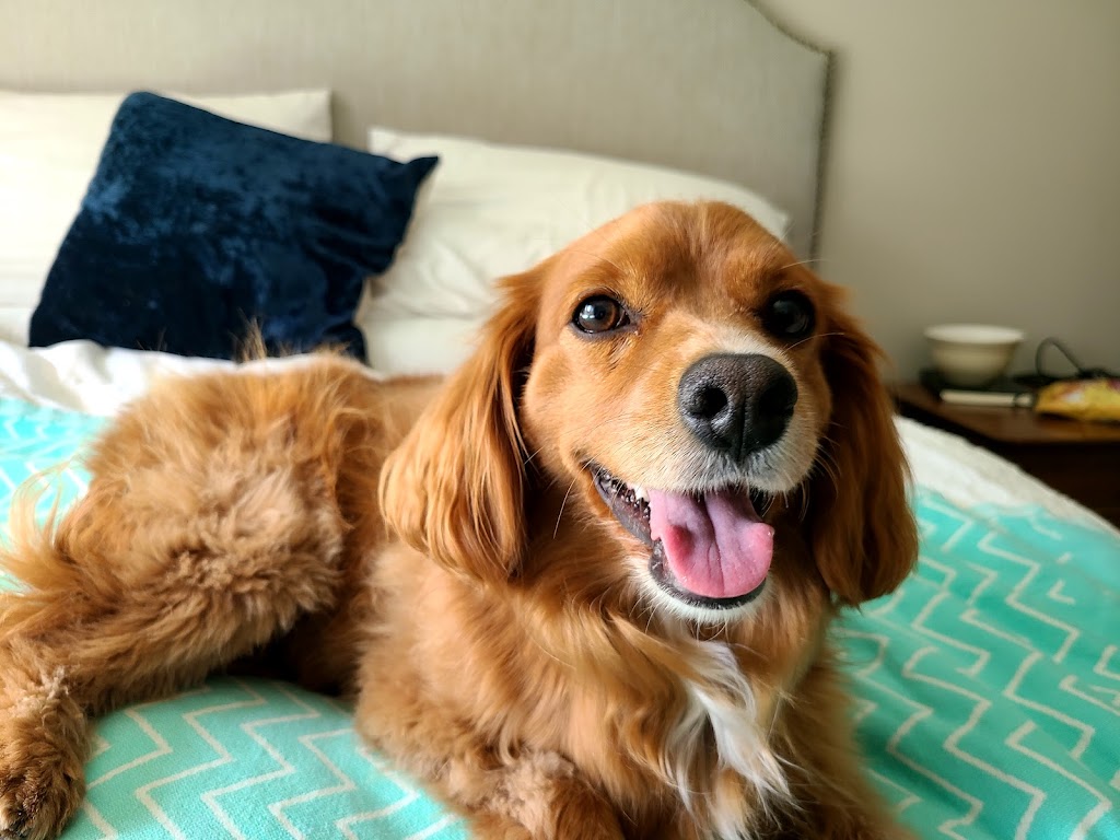 Snouts Out Dog Walking & Boarding | East York, Toronto, ON M4C 3Y7, Canada | Phone: (416) 489-4003