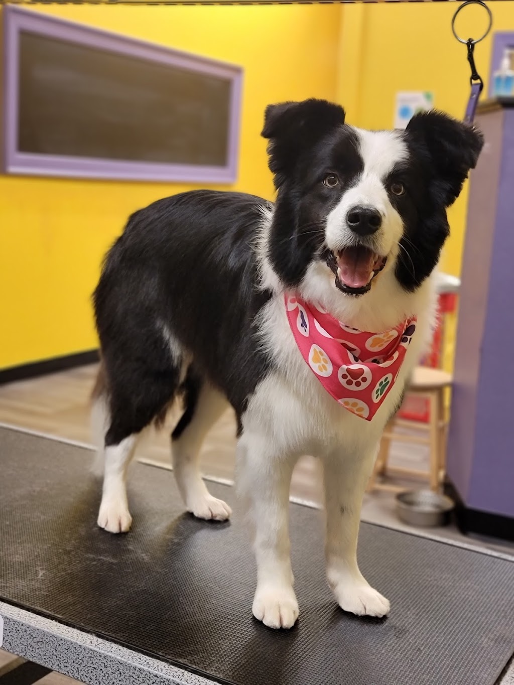 Wizard of Paws | 7 James St, Georgetown, ON L7G 2H2, Canada | Phone: (289) 428-0127