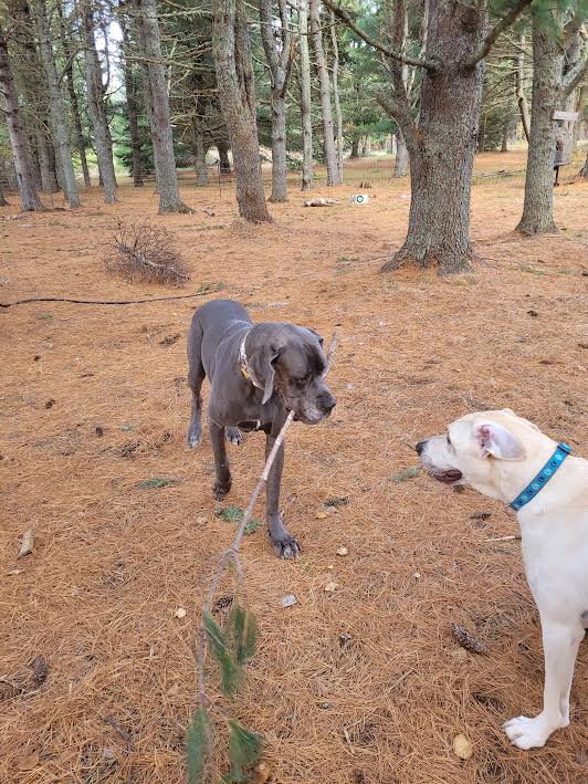 Sisters Doggy Daycare & Boarding | Grattan Rd, Sainte-Anne-de-Kent, NB E4S 1B5, Canada | Phone: (506) 521-0649
