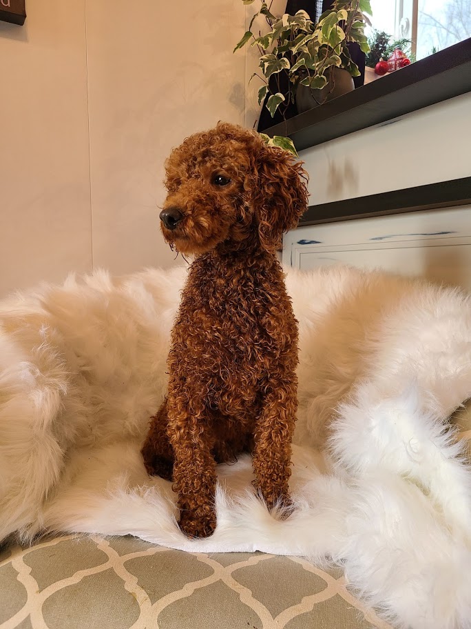 Agape Kennel | 1371 Listowel Rd, Elmira, ON N3B 2Z3, Canada | Phone: (519) 503-5464