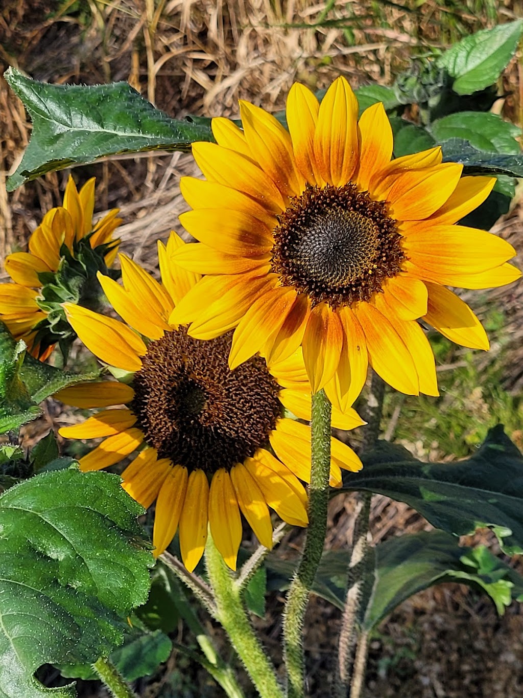 Old Man Creek Nursery | OLD MAN CREEK NURSERY, 53351, Range Rd 231, Edmonton, AB T8A 4V2, Canada | Phone: (780) 442-5311