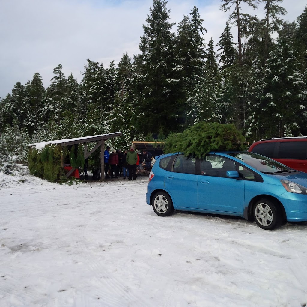Whiskey Creek Christmas Tree Farm | Melrose Rd, Qualicum Beach, BC V9K 2M9, Canada | Phone: (250) 661-9528