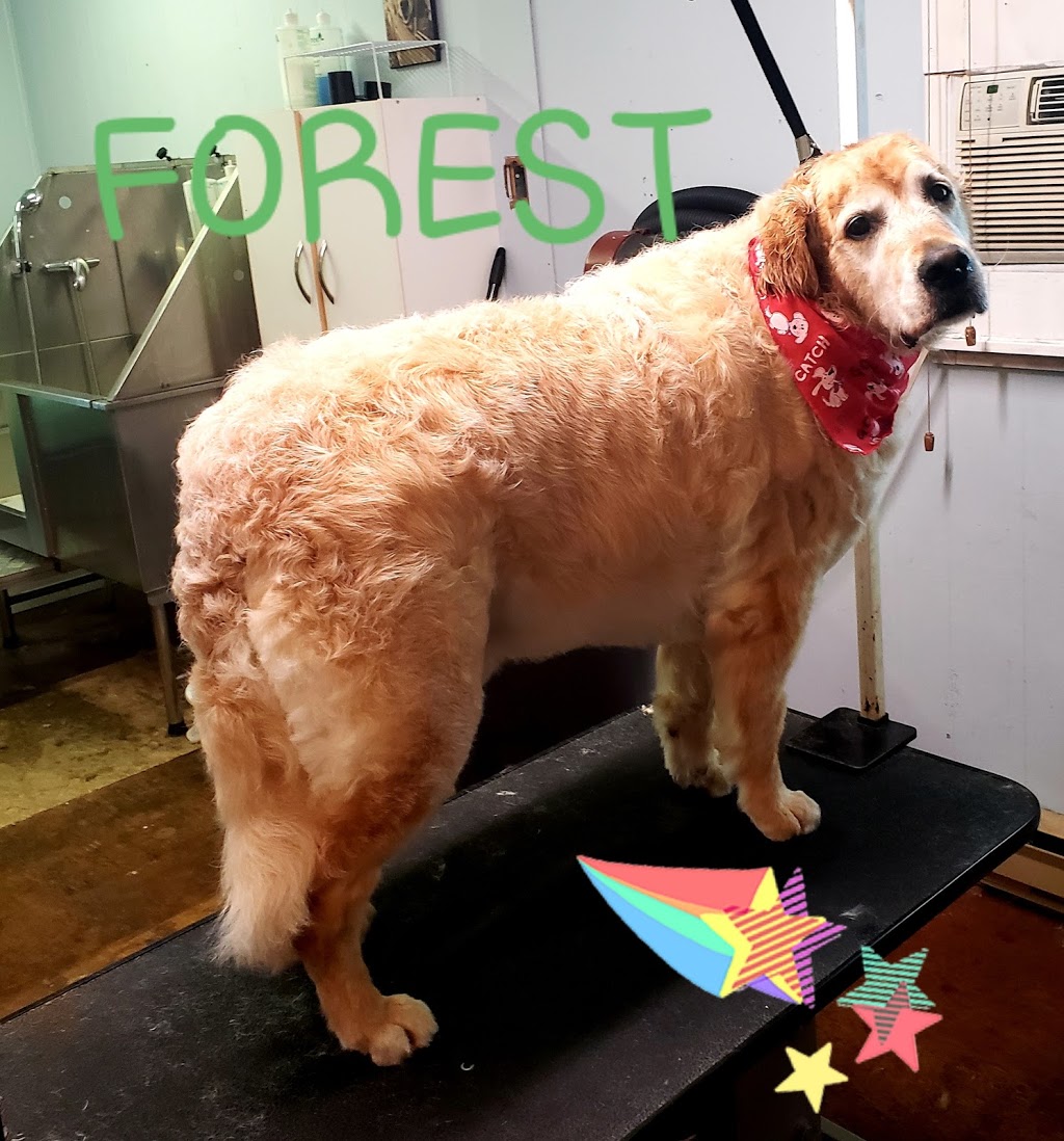 Dogs N Dos | 21 Victoria Ave, Parry Sound, ON P2A 2C2, Canada | Phone: (705) 746-2333