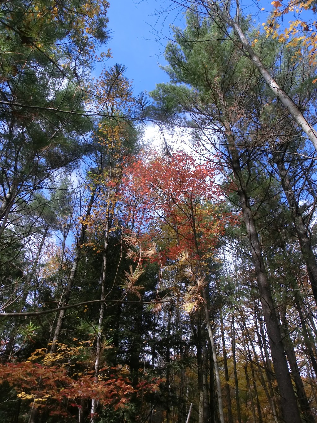 Muskoka Tourism | 1342 Ontario 11 N, Kilworthy, ON P0E 1G0, Canada | Phone: (705) 689-0660