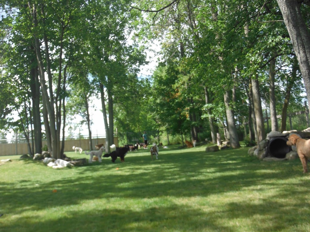 Camp Canine | 12195 Fourth Line Nassagaweya, Rockwood, ON N0B 2K0, Canada | Phone: (519) 856-0355