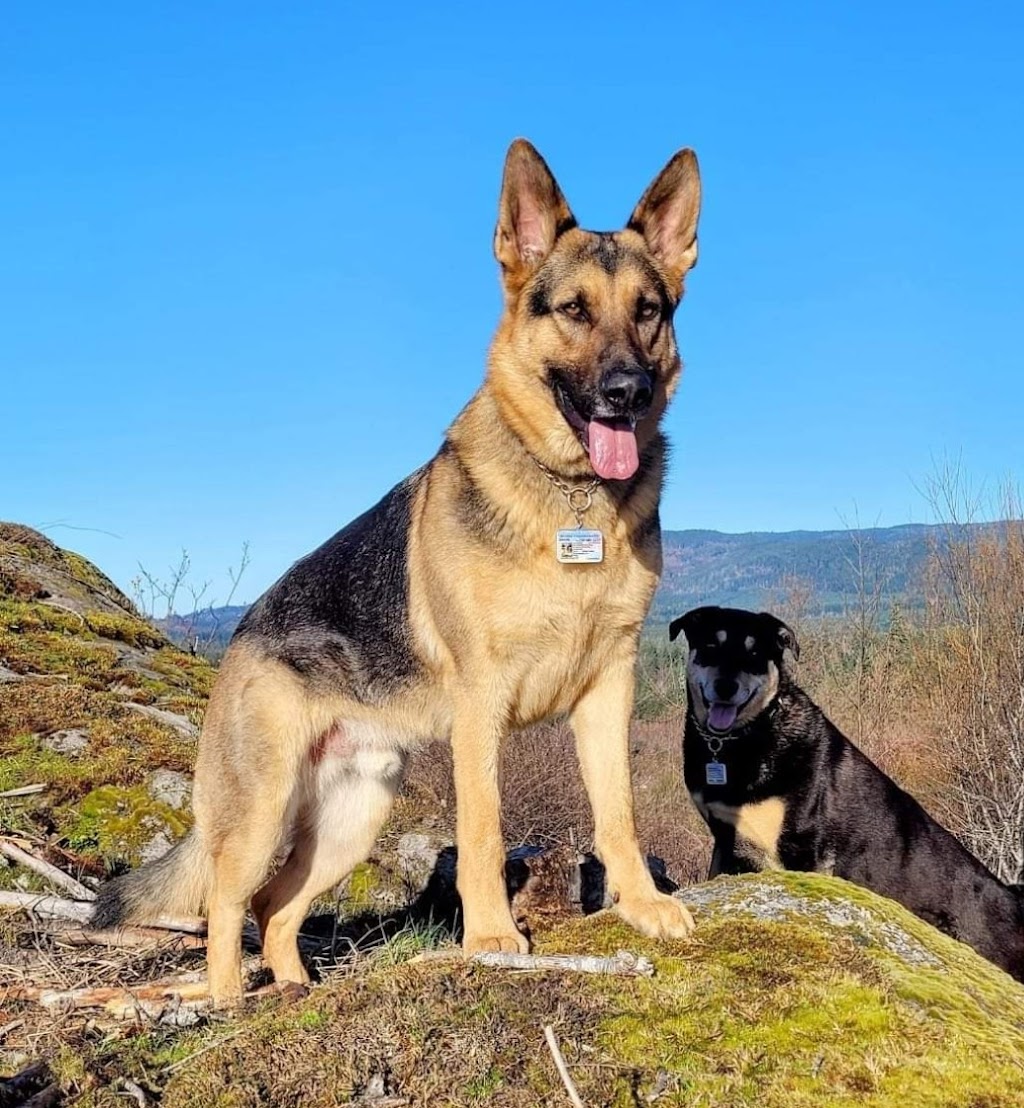 Top Dog Training | 24333 12 Ave, Langley, BC V2Z 1L2, Canada | Phone: (604) 351-3647