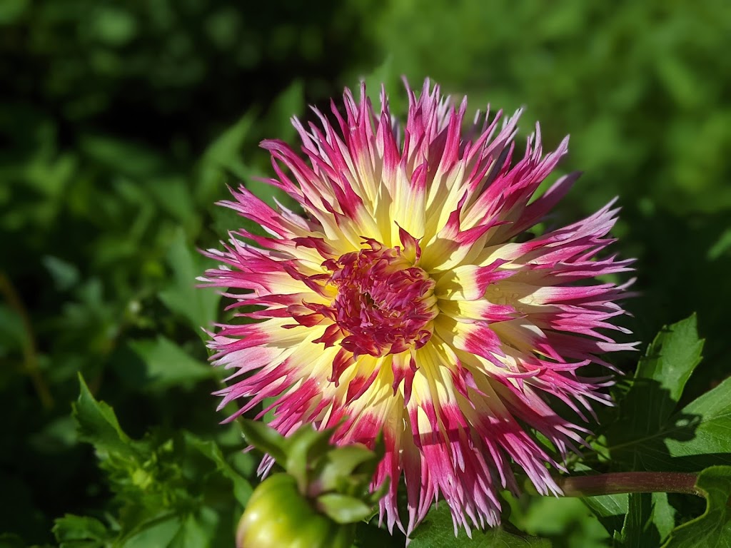 Cominco Gardens | 290 Rossland Blvd, Kimberley, BC V1A 2R6, Canada | Phone: (250) 427-2293