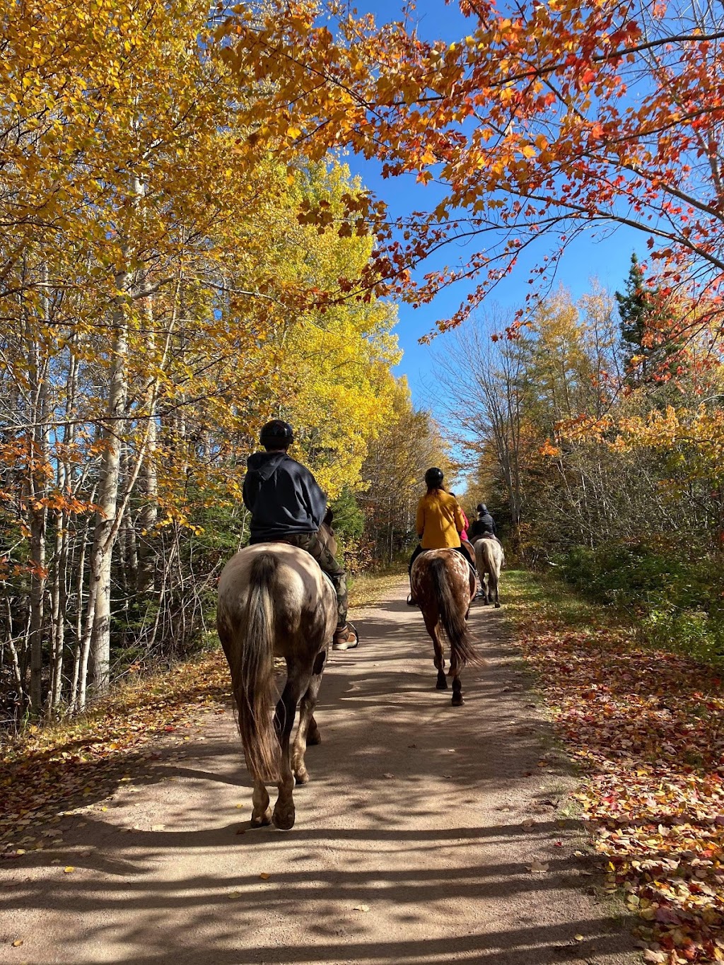 Reaching Strides Equestrian Centre | 423 Dunmore Rd, Port Hood, NS B0E 2W0, Canada | Phone: (902) 870-1583