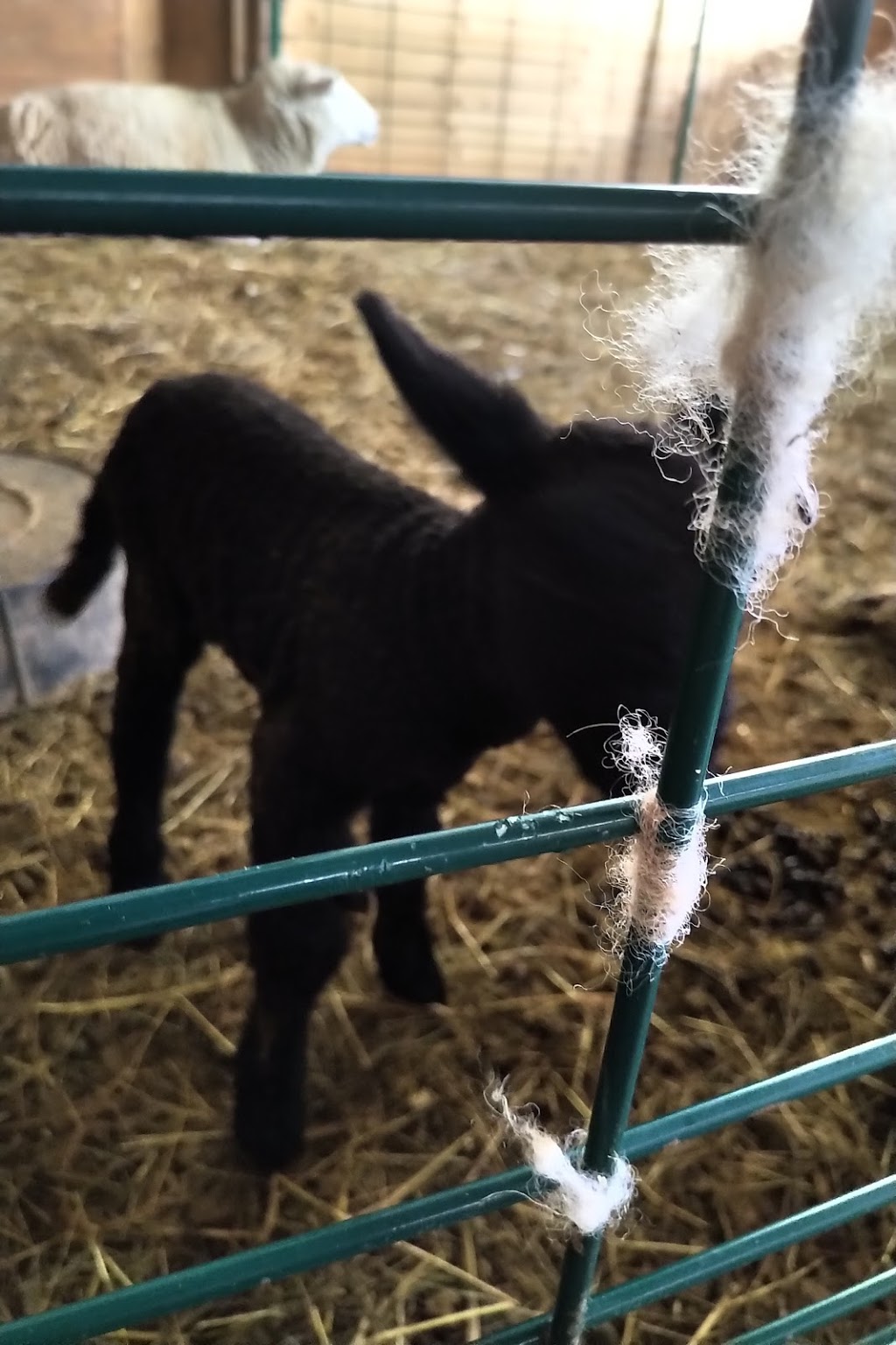 TwinAitch Food for Thought | 7153 NS-12, New Ross, NS B0J 2M0, Canada | Phone: (902) 240-5430