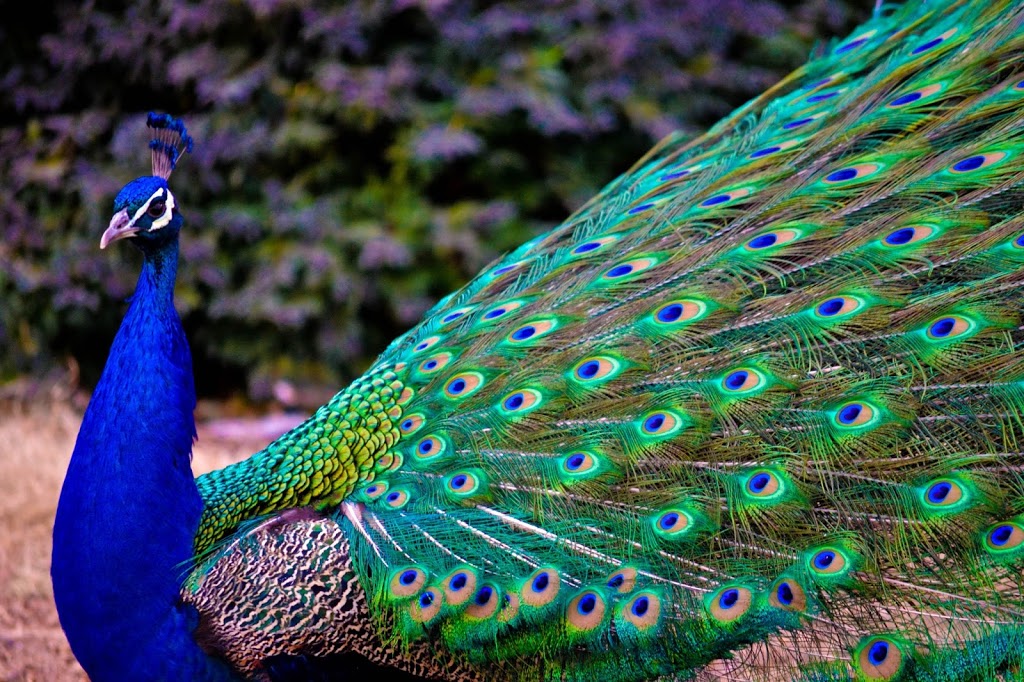 Peacocks Perch Cold Beer-Wine | 14216 Rosedale Ave, Summerland, BC V0H 1Z0, Canada | Phone: (250) 494-9666