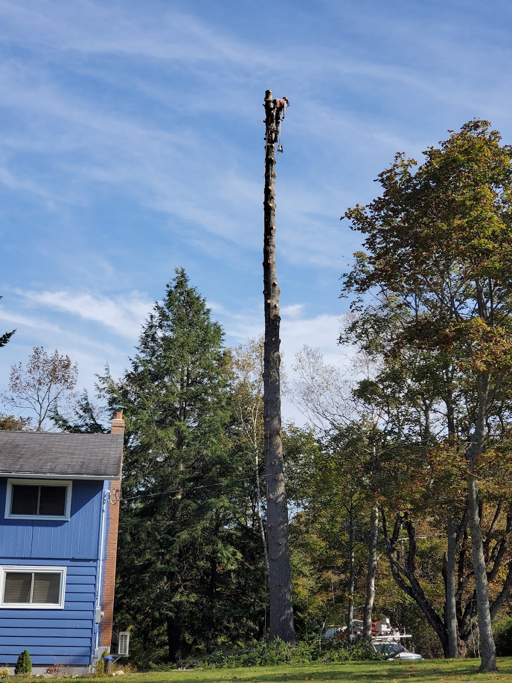 Sullys Tree Trimming | Rothesay, NB E2H 1G5, Canada | Phone: (506) 608-9394