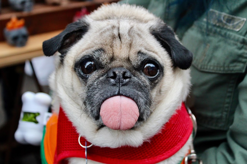 Steveston Veterinary Hospital | 7020 Francis Road, Suite 100, Richmond, BC V6Y 1A2, Canada | Phone: (604) 274-9938