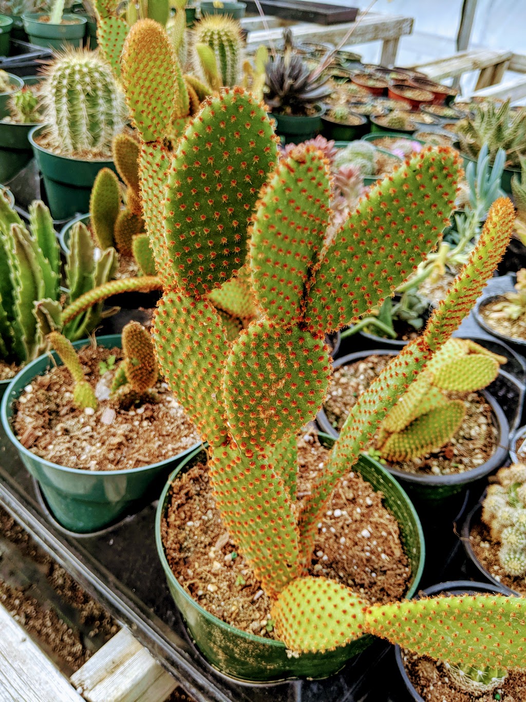 Sandhu Greenhouses | 9707 128 Ave, Osoyoos, BC V0H 1V2, Canada | Phone: (250) 689-0234