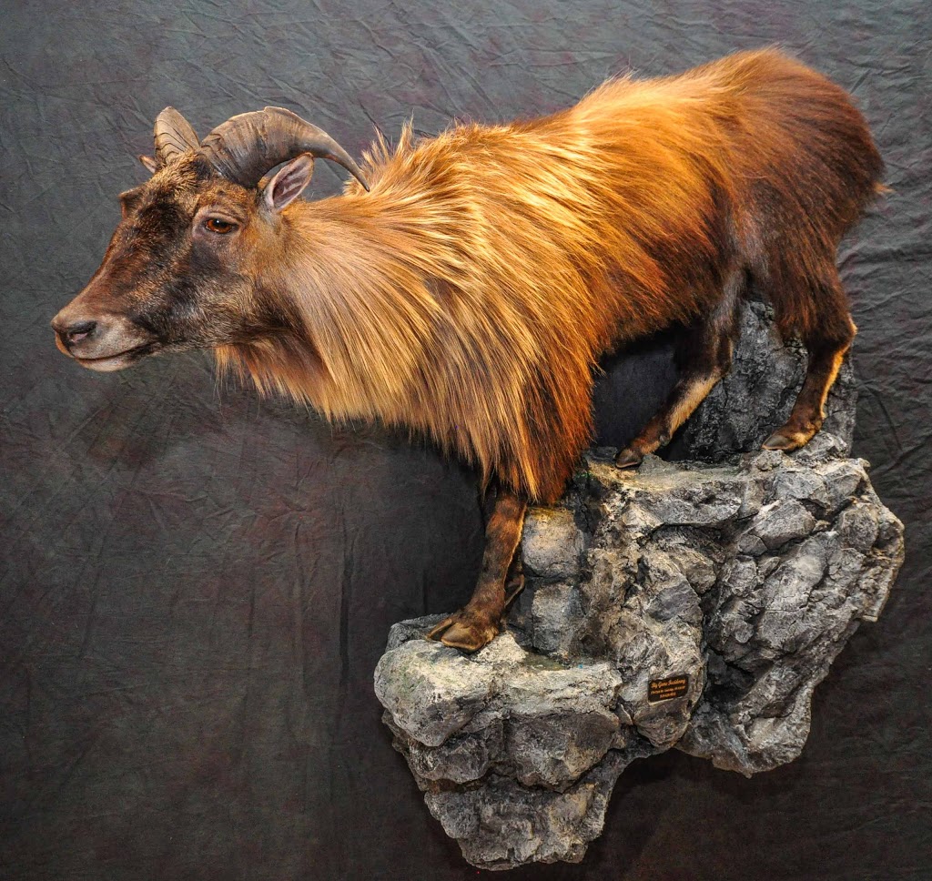 Big Game Wildlife Art and Taxidermy | 1726 Clyde Rd, Cambridge, ON N1R 5S7, Canada | Phone: (519) 620-9532