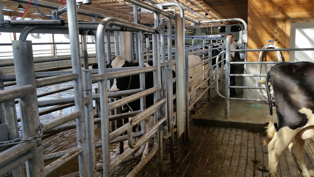 Dykman Cattle Co | 35700 Vye Rd, Abbotsford, BC V3G 1Z5, Canada | Phone: (604) 746-6646