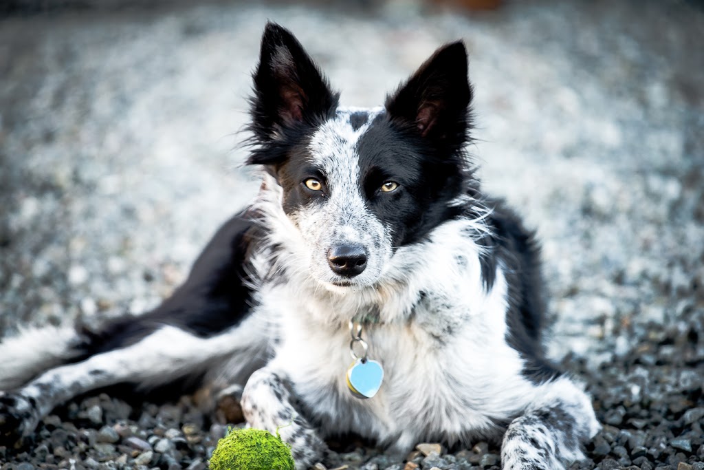 Paws For A Beer | 501 Harris Ave, Bellingham, WA 98225, USA | Phone: (360) 733-7297