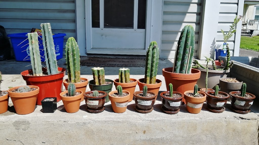 Sacred Spines Nursery & Apothecary | 26 E Front St, Stirling, ON K0K 3E0, Canada | Phone: (613) 921-2125