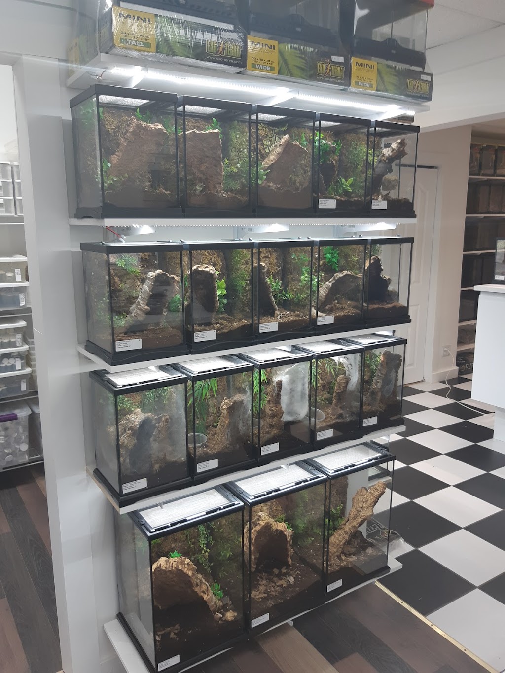 Tarantula Canada | 3101 Bd Dagenais O, Laval, QC H7P 1T8, Canada | Phone: (514) 484-4101