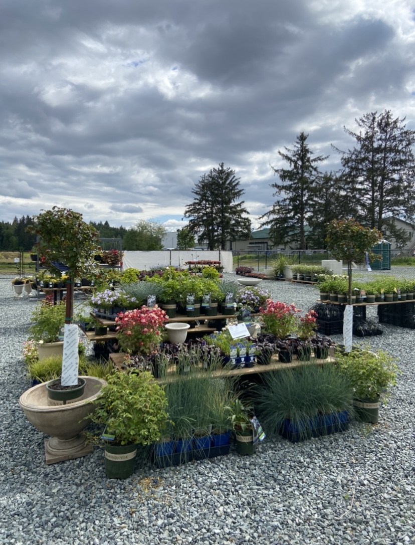 Urban Jungle | 34586 Bateman Rd, Abbotsford, BC V2S 7Y8, Canada | Phone: (604) 744-8599