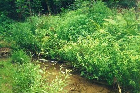 Collis Environmental Consulting | 11 Line 4, Wasaga Beach, ON L9Z 2X4, Canada | Phone: (705) 429-5794