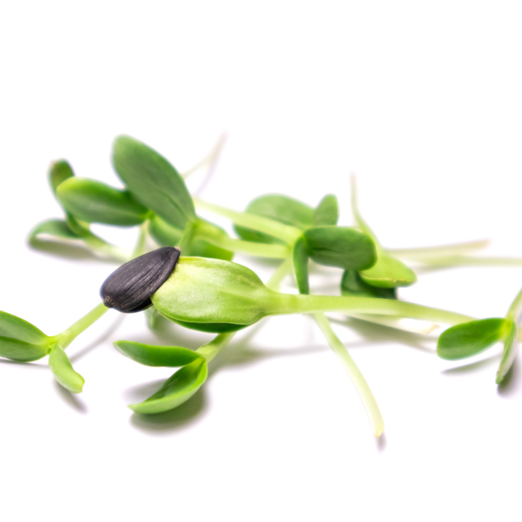 Sprouting Joy Microgreens | 5th St SE, Chesley, ON N0G 1L0, Canada | Phone: (226) 668-2239