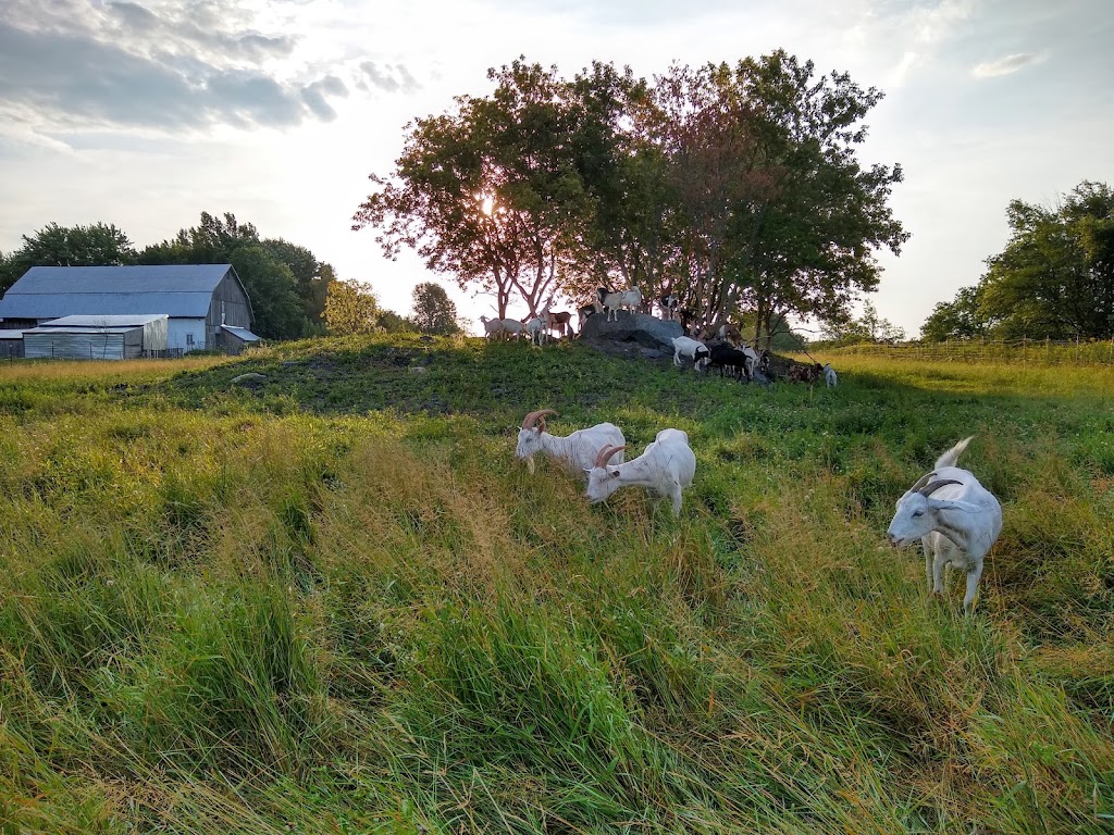 Fromagerie Cornes et Sabots | 641 Rang de lAnge Gardien, Notre-Dame-de-Stanbridge, QC J0J 1M0, Canada | Phone: (438) 494-8831