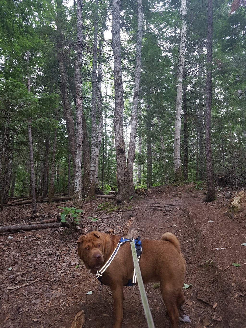 Dobson Trail | 633 Pine Glen Rd, Pine Glen, NB E1J 1S1, Canada | Phone: (506) 384-3212