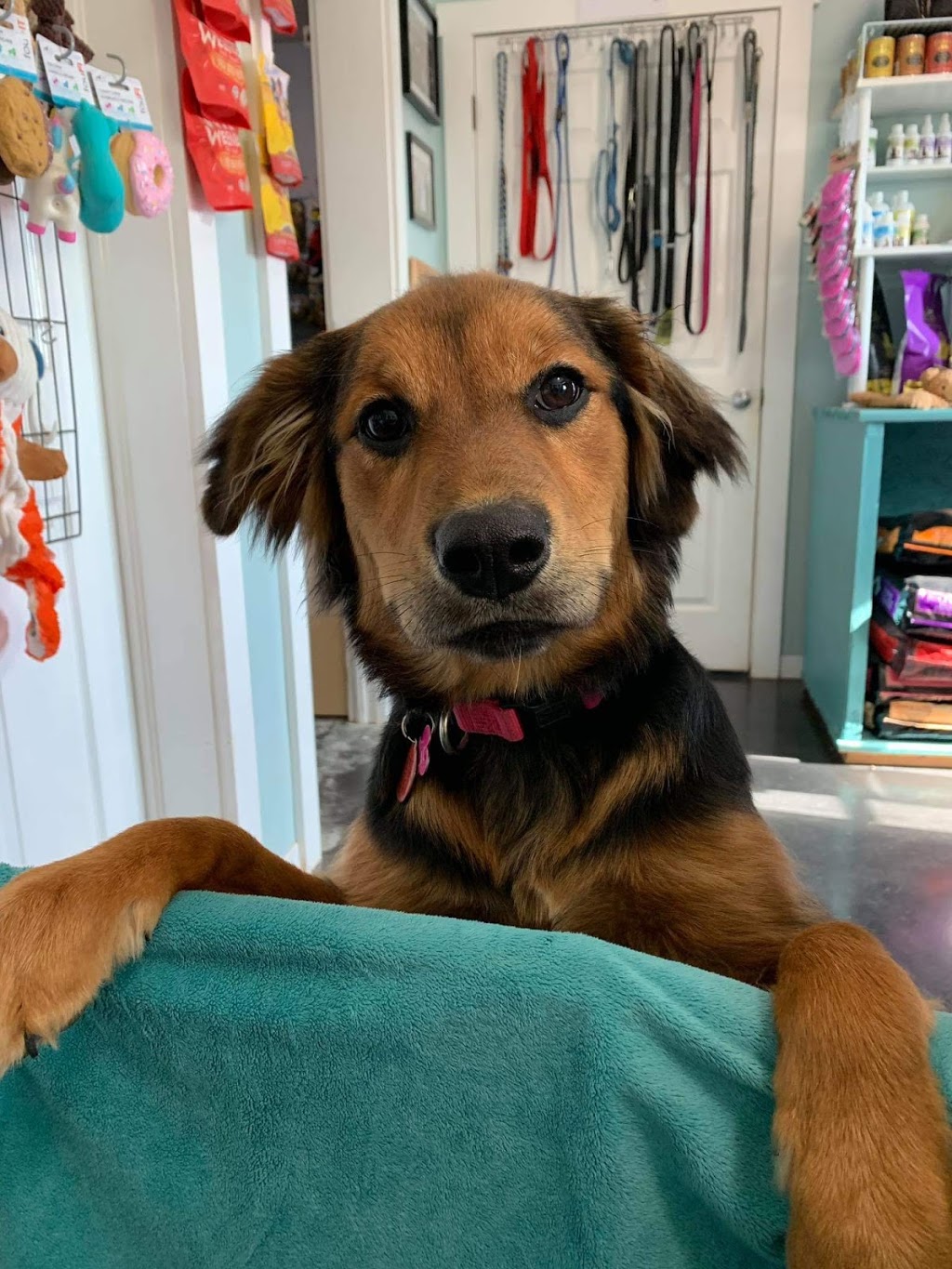 Park Your Paws Ltd. | 19384 Glooscap Trail, Amherst, NS B4H 3Y4, Canada | Phone: (902) 661-1110