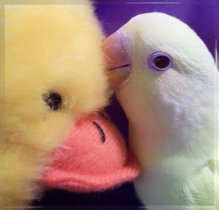 Canadian Parrot | Box 73, Site 15, RR1, Strathmore, AB T1P 1J6, Canada | Phone: (587) 333-5337