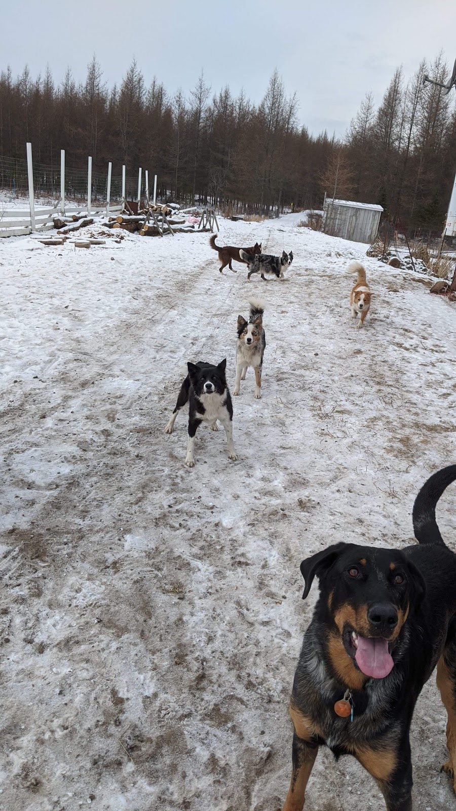 Éco Ferme Marie Moutons | 363 Rang dOrvilliers, Sainte-Anne-de-la-Pérade, QC G0X 2J0, Canada | Phone: (438) 274-0139