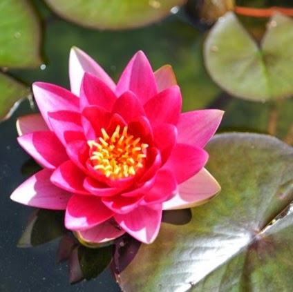 Seven Hills Yoga | 1237 Scarborough Rd, Bowen Island, BC V0N 1G2, Canada | Phone: (604) 671-2845