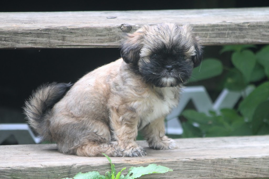Gracious Shih tzus | 2653 Lakeshore Rd E, Hawkestone, ON L0L 1T0, Canada | Phone: (705) 326-4301