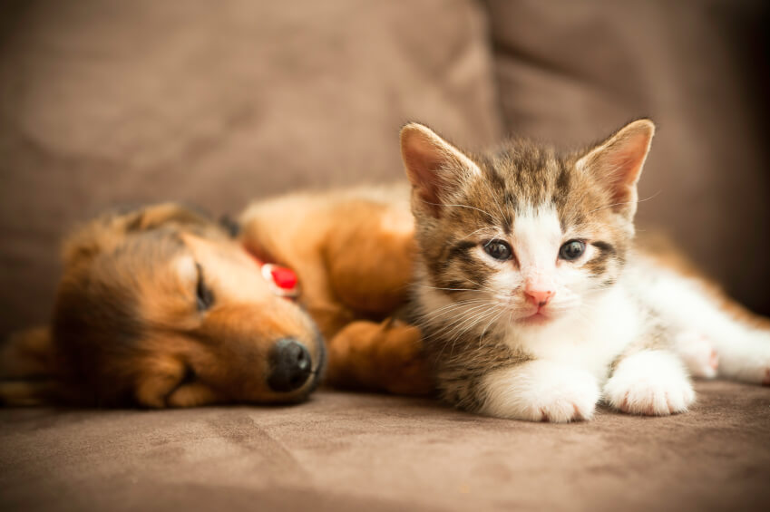 Island Veterinary Hospital | 10100 Westminster Hwy, Richmond, BC V6X 1B2, Canada | Phone: (604) 273-3158