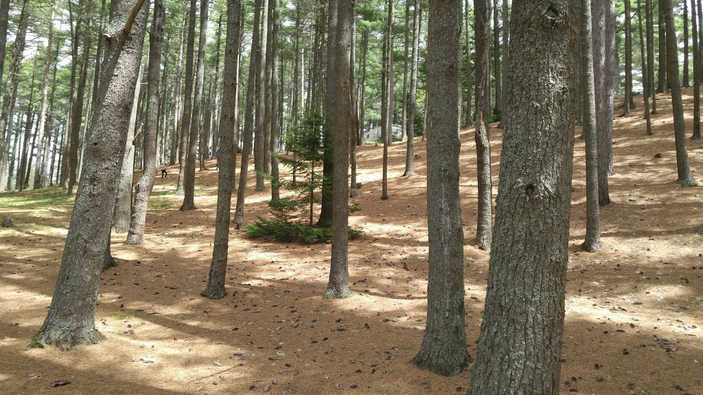 Sherwood Forest Camping Park | 6890 Nova Scotia Trunk 1, Coldbrook, NS B4R 1C5, Canada | Phone: (902) 679-6632