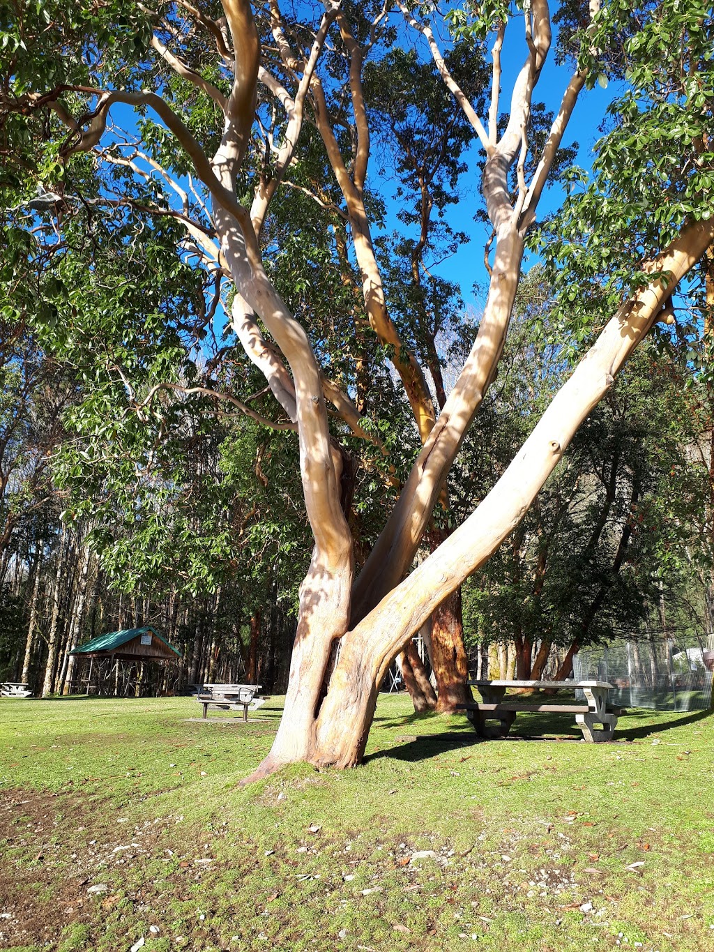 Arbutus Park | Alder Crescent, Youbou, BC V0R 3E1, Canada | Phone: (250) 746-2620