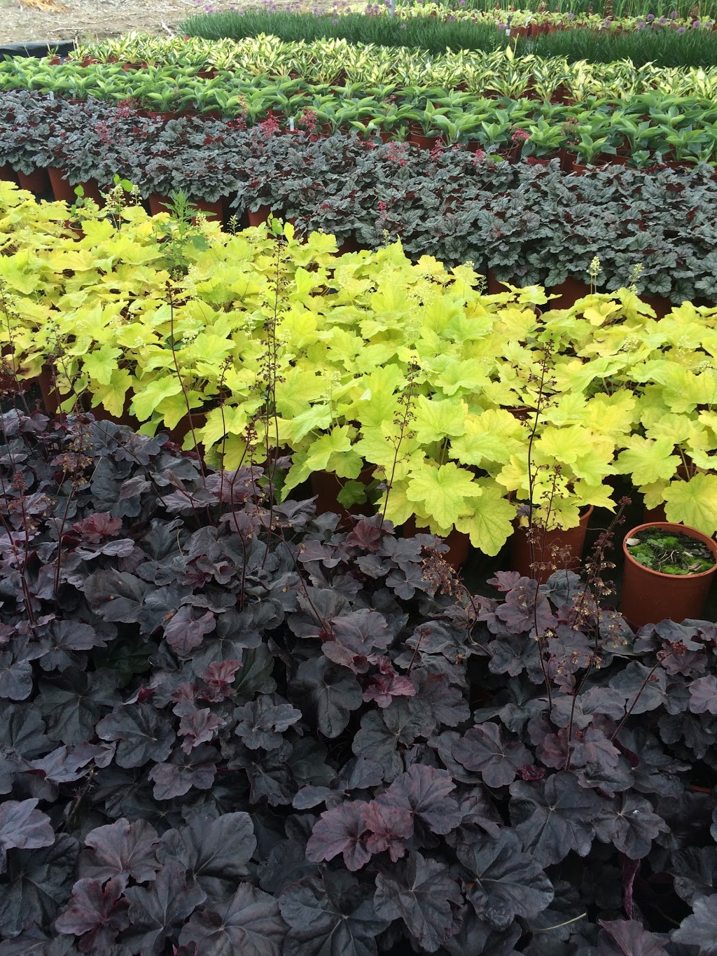 Aubin Nurseries Ltd | 1 & 1/2 miles east of Carman on Hwy #3 Municipal Civic Address: 22101, Carman, MB R0G 0J0, Canada | Phone: (204) 745-6703