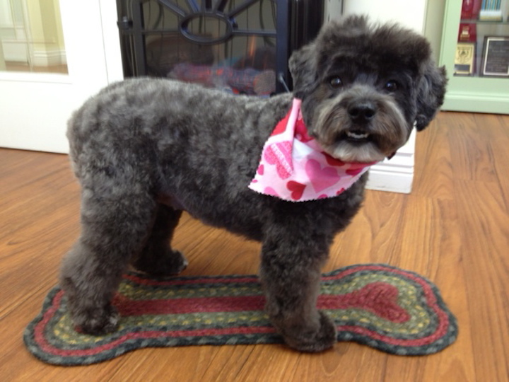 Danielles Dog Grooming Studio | 36675 Dawson Rd, Abbotsford, BC V3G 2L1, Canada | Phone: (604) 996-1213