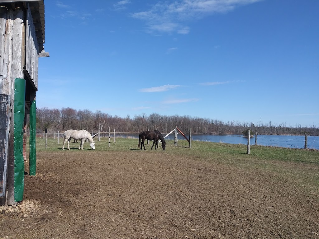 Teaselwood Stable | 1847 Old Prescott Rd, Greely, ON K4P 1L3, Canada | Phone: (613) 292-4906