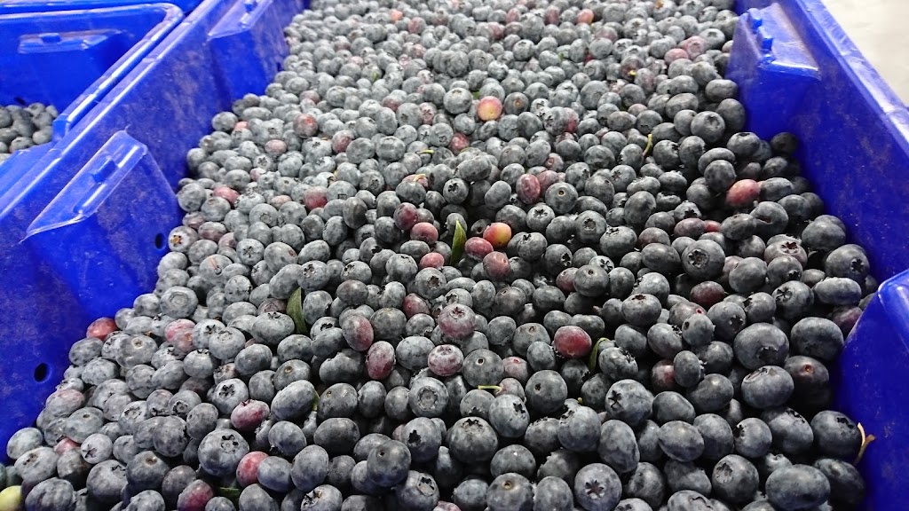 Raiwal Agro Tech Foods Ltd. | 4586 176 St, Surrey, BC V3Z 1C3, Canada | Phone: (604) 576-7508