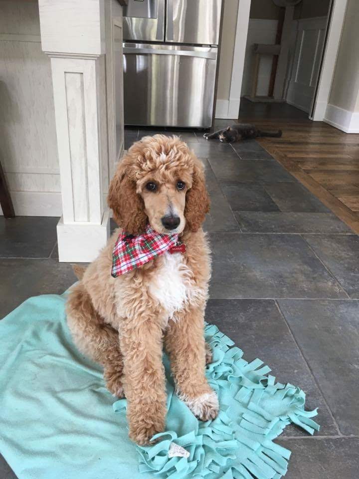 Hazy Daisy Doodles and Poodles Kennels | 5723 NB-880, Dobson Corner, NB E4Z 4B9, Canada | Phone: (506) 708-0553