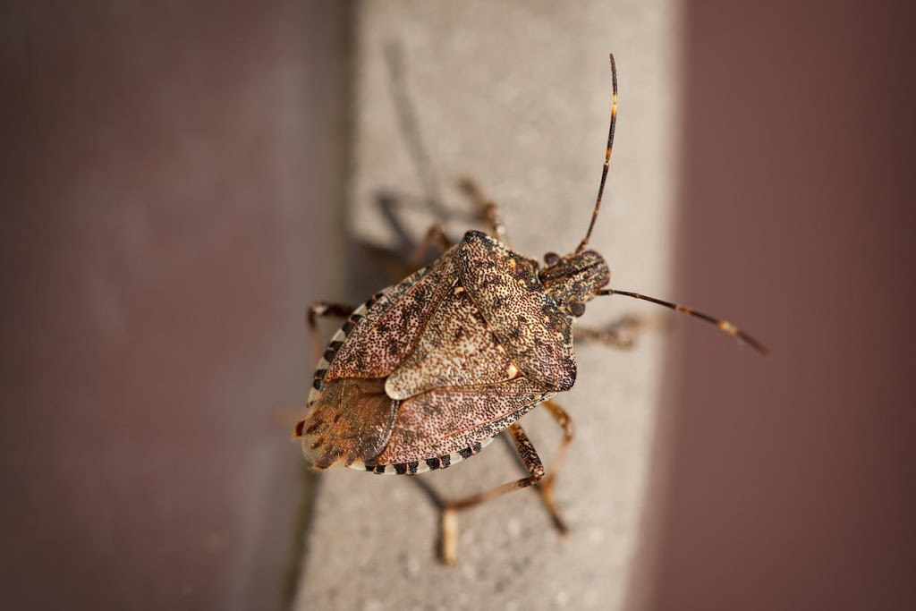 Amherst Exterminators | 85 Wrexham Ct N, Tonawanda, NY 14150, USA | Phone: (716) 898-2021