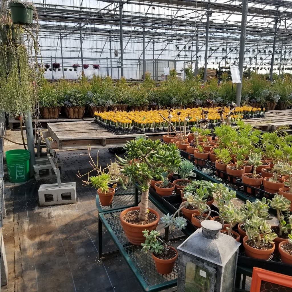 Floral Dimensions | 906 Hwy 20 W, Fenwick, ON L0S 1C0, Canada | Phone: (905) 892-4947
