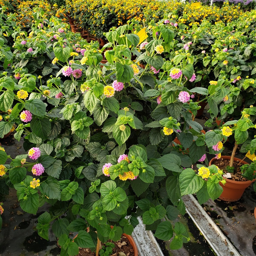 Dutch Flower House | 1214 Concession 7 Rd, Niagara-on-the-Lake, ON L0S 1J0, Canada | Phone: (905) 684-0600