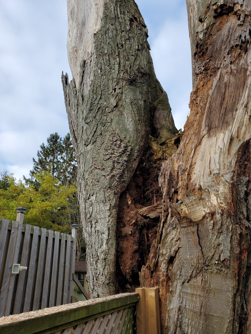 Spruce Green Tree Service | 5554 ON-23, Harriston, ON N0G 1Z0, Canada | Phone: (519) 638-0121