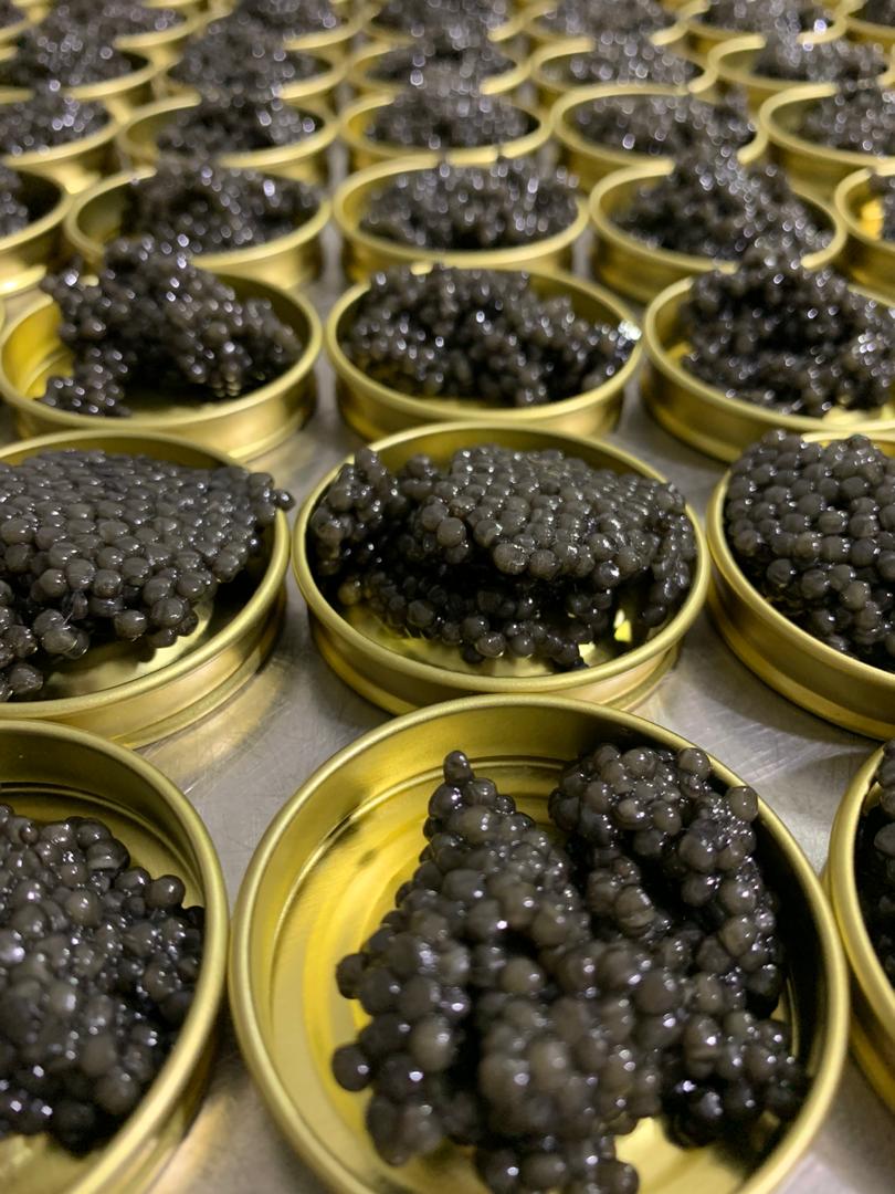 CBF CAVIAR | 25 Haida Dr, Aurora, ON L4G 3C6, Canada | Phone: (416) 230-7366
