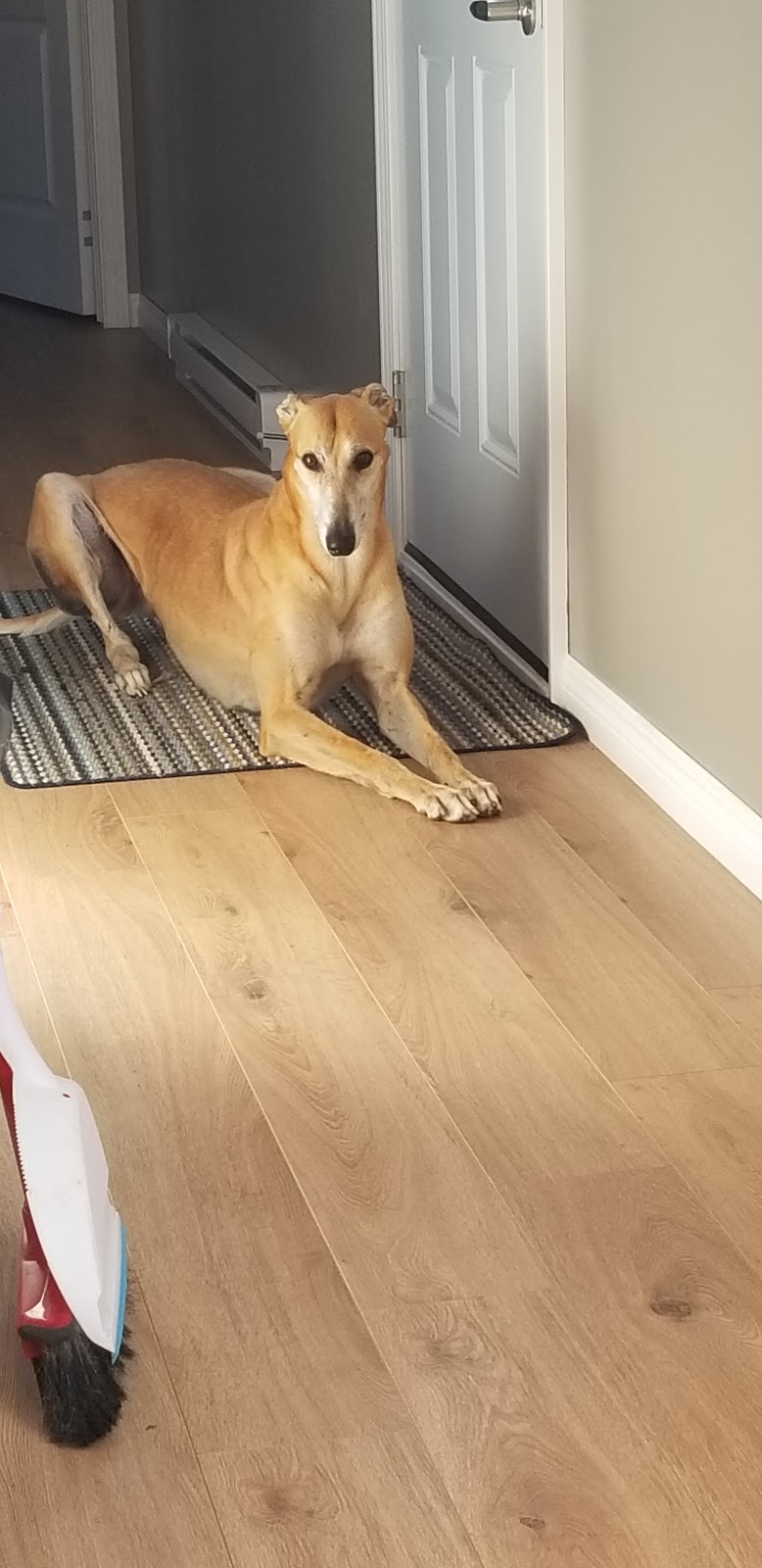 Maritime Greyhound Adoption Program | 924 Shediac Rd, Moncton, NB E1A 5X7, Canada | Phone: (506) 384-0000