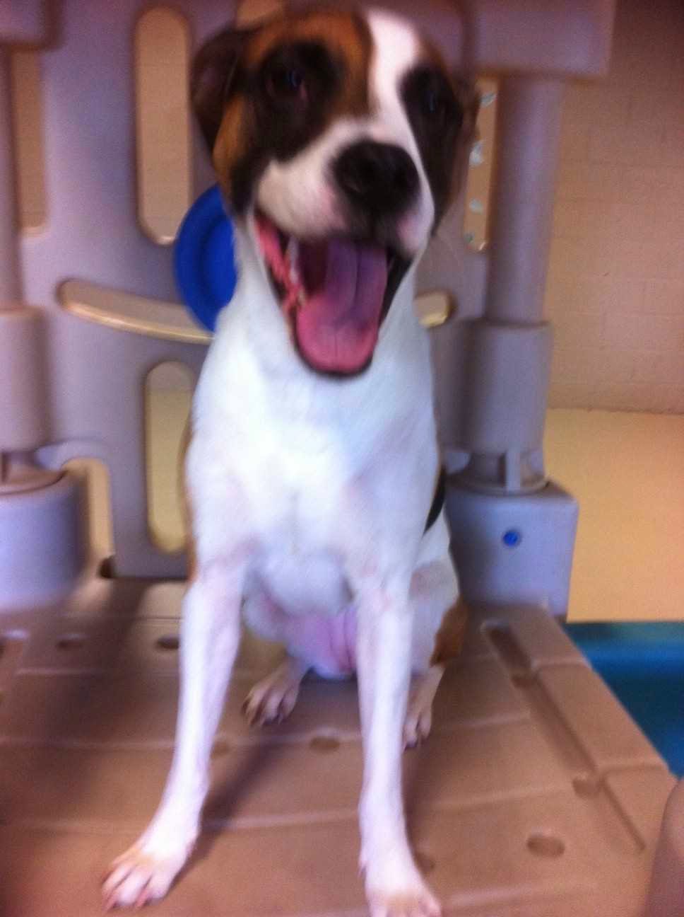 Animal Hospital of Chesterfield | 32179 23 Mile Rd, Chesterfield, MI 48047, USA | Phone: (586) 725-7900
