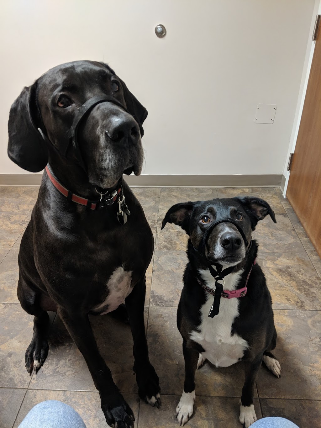 North Heritage Animal Hospital 285 10th St W, Owen Sound, ON N4K 3R2