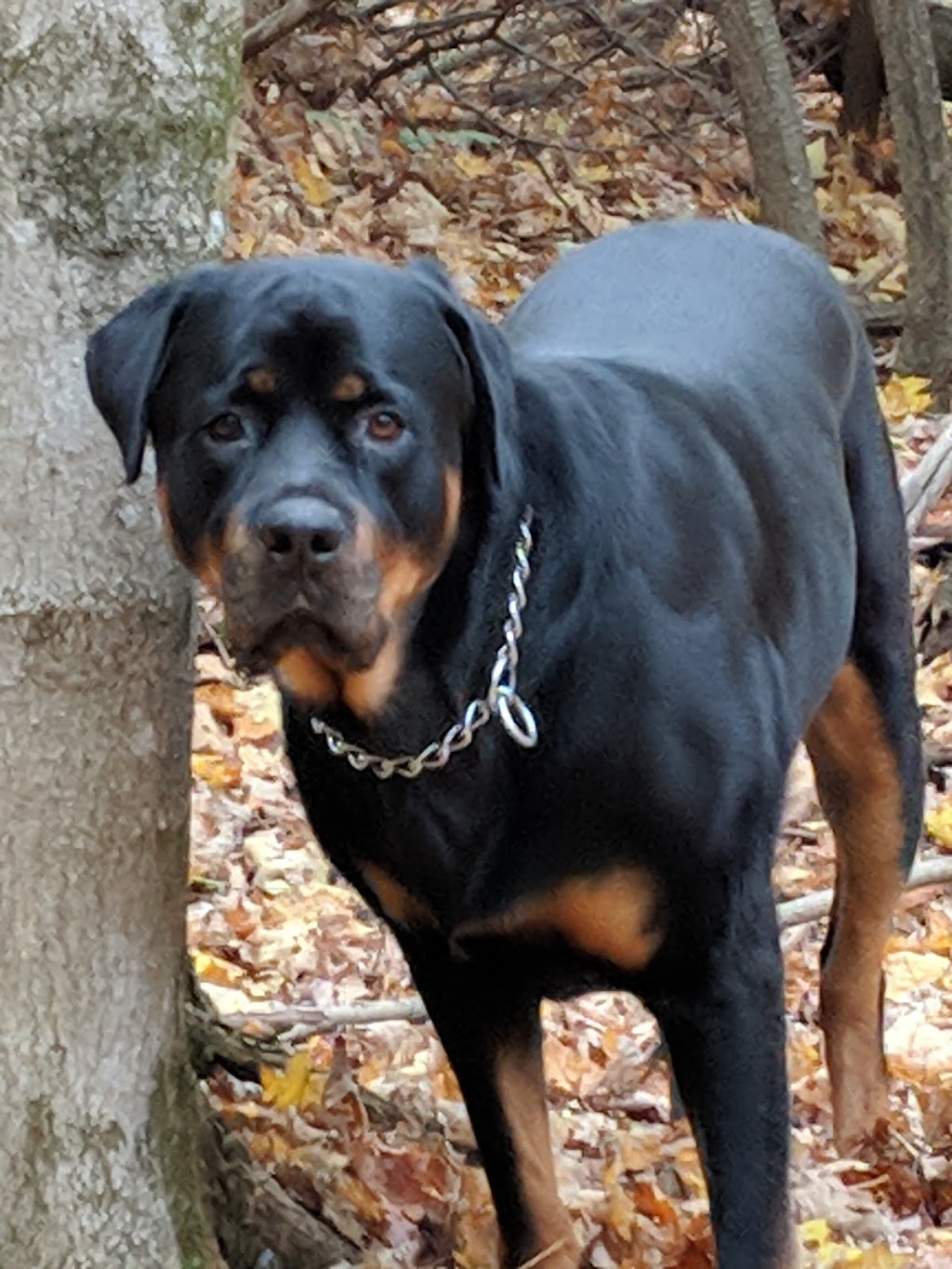 Service animalier Pierre-De Saurel et Régions | 1687 Rte Marie-Victorin local 105, Sorel-Tracy, QC J3R 4R4, Canada | Phone: (450) 746-7272
